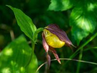 Frauenschuh Orchidee im Schatten